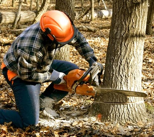Tree Removal in Sanford, VA
